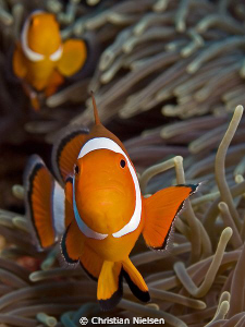 Got one shot at these Anemone fish in Gamat Bay, Nusa Pen... by Christian Nielsen 